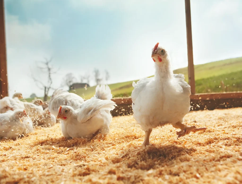 Traditionsgeflügel für mehr Tierwohl 1 Bild Huhn ganz