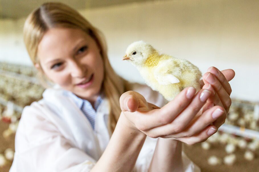 Traditionsgeflügel für mehr Tierwohl 7 eine Frau zeigt liebevoll ein kleines Küken in ihren Händen