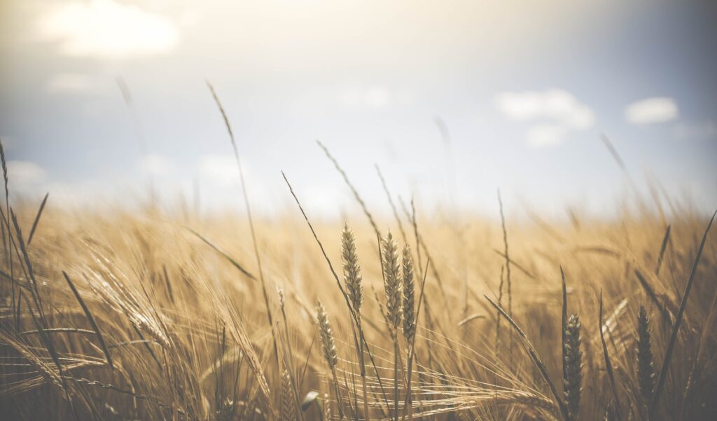 Über uns 8 wheat 1845835 1920